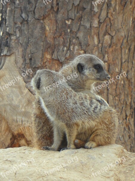 Meerkat Pair Two Zoo Together