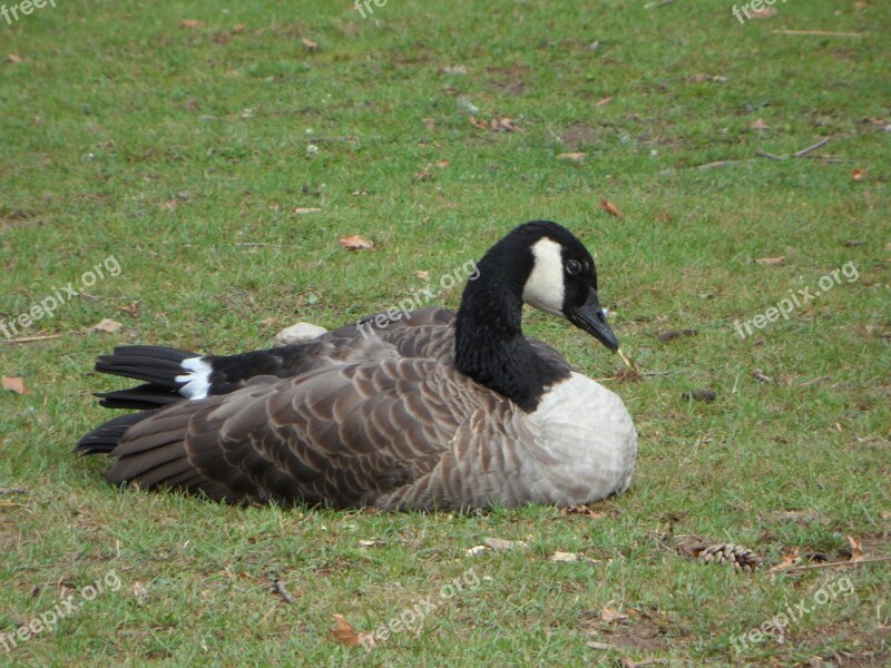 Goose Bird Animal Meadow Free Photos