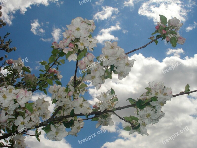 Spring Flowers Sunshine Blue Sky