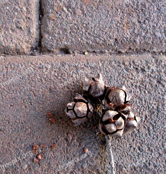 Seeds Seed Pod Cypress Dry Open