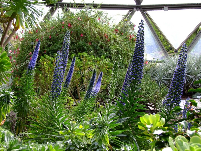 Lupins Flowers Botanical Garden Garden Spring