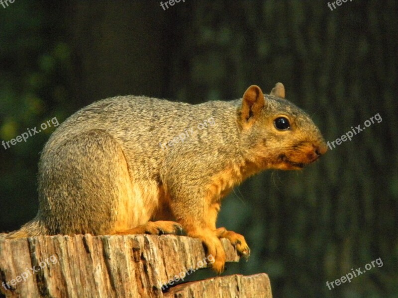 Nature Animal Squirrel Wildlife Animals