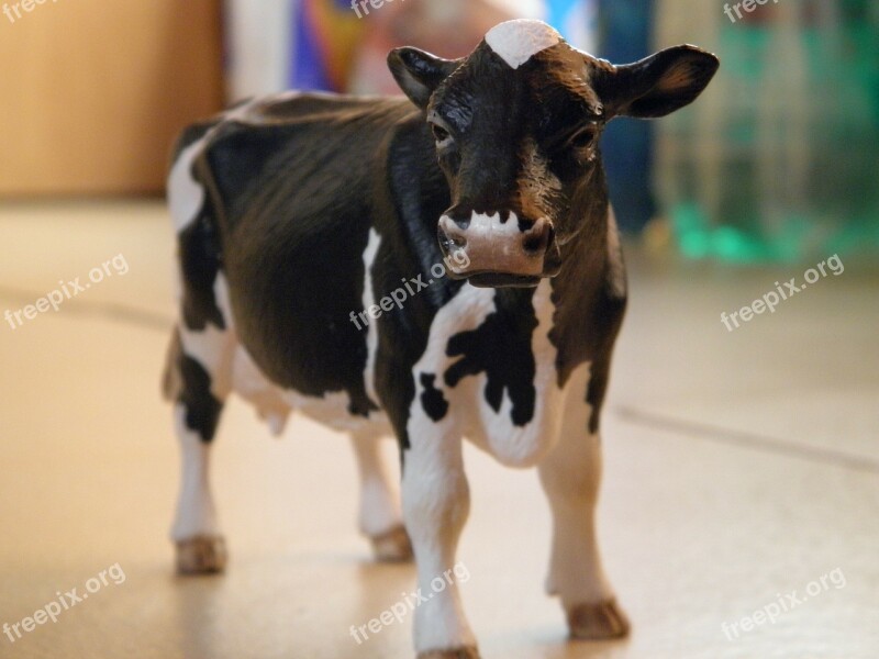 Cow Cows Funny Figure Animal