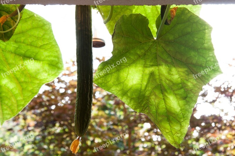 Cucumber Cucumis Sativus Cucurbitaceae Economically Significant Vegetable Art