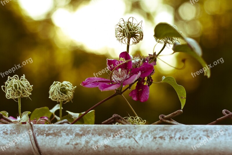 Clematis Clematis Vitalba Real Clematis Creeper Plant