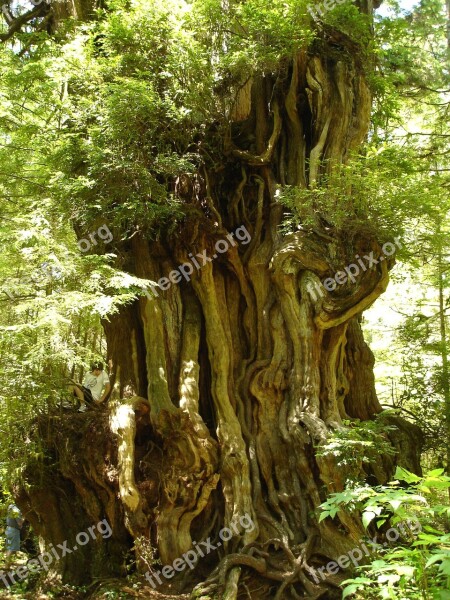 Ancient Trees Cedar Olympic National Park