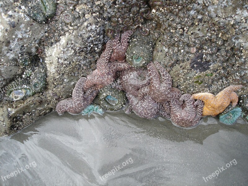 Ruby Beach Olympic National Park Washington Scenery