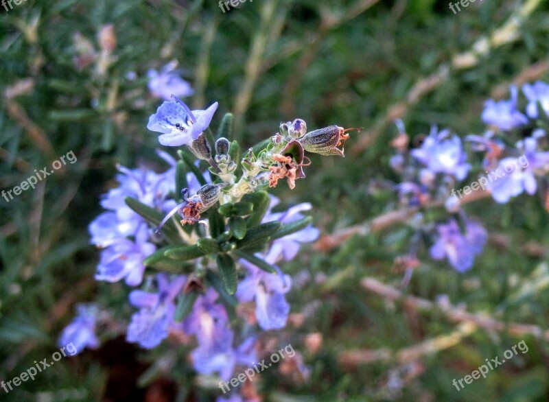 Rosemary Herb Pungent Purple Blue