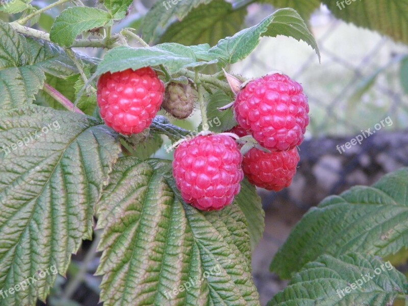 Raspberries Berries Fresh Fruit Raspberry