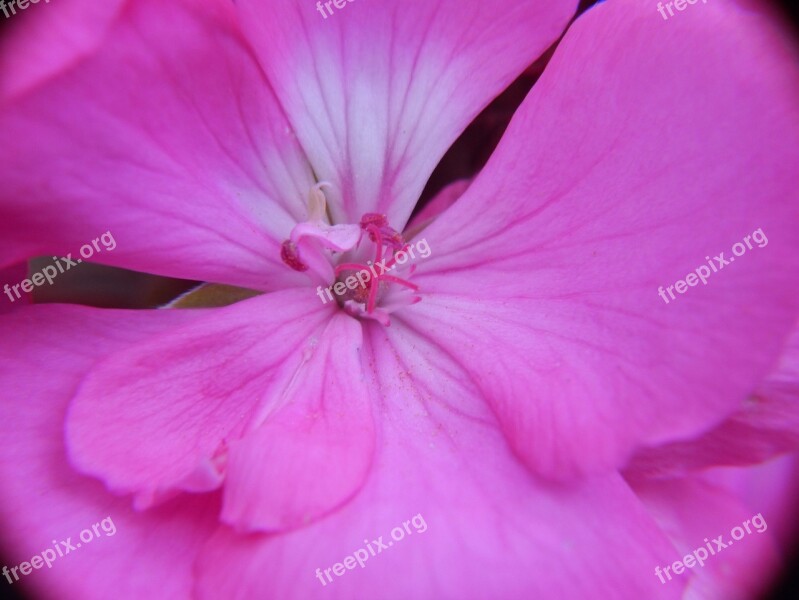 Flower Romance Love Pink Plant