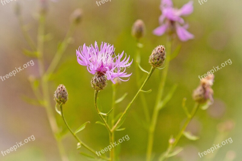 Pink Flower Nature Weed Plant