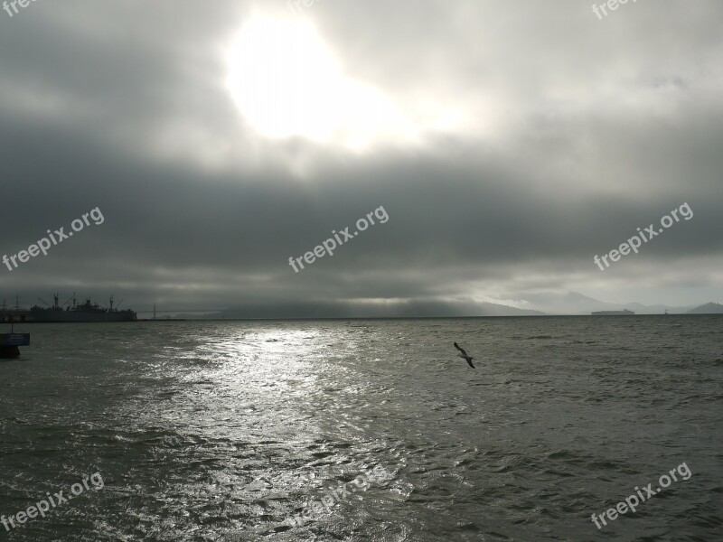 San Francisco Sea Ocean California Seagull