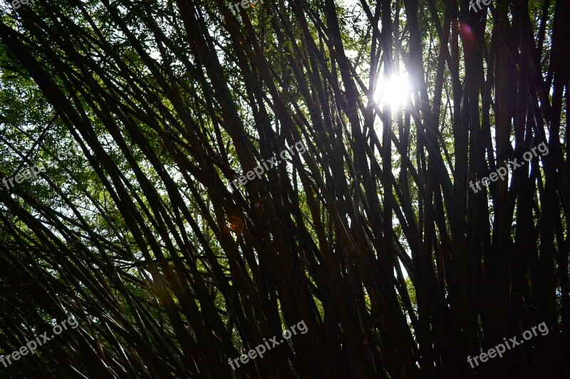 Sun Light Bamboo Bamboo Trees Trees Nature