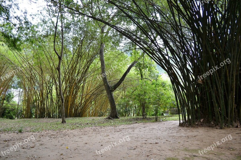 Sun Light Bamboo Bamboo Trees Trees Nature