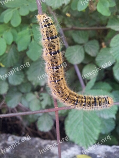 Caterpillar Nature Insect Free Photos