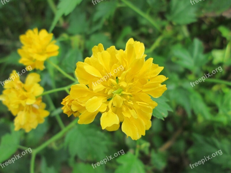 Art Gallery Flower Plant Red Yellow