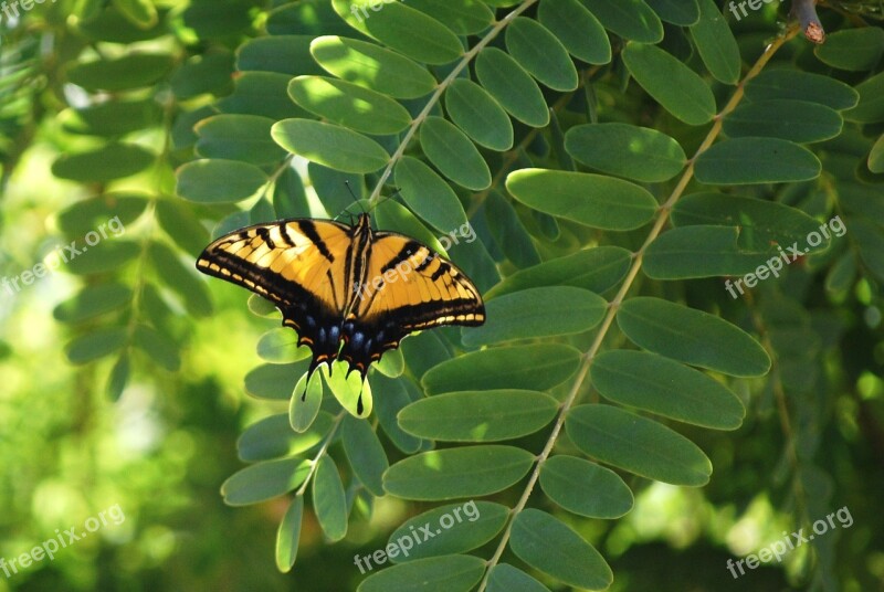 Butterfly Monarch Butterflies Nature Insects