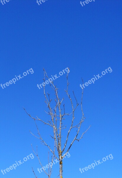 Tree Branch Winter Sky Sky Blue