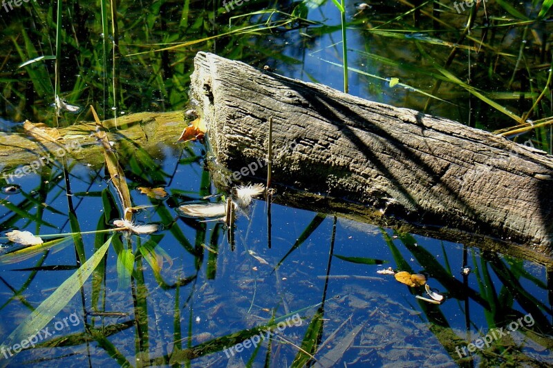 Water Pond Lake Waters Beauty