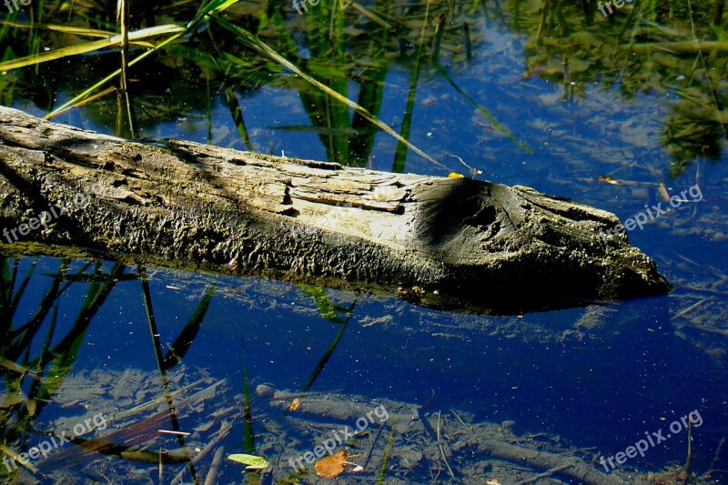 Water Pond Lake Waters Beauty