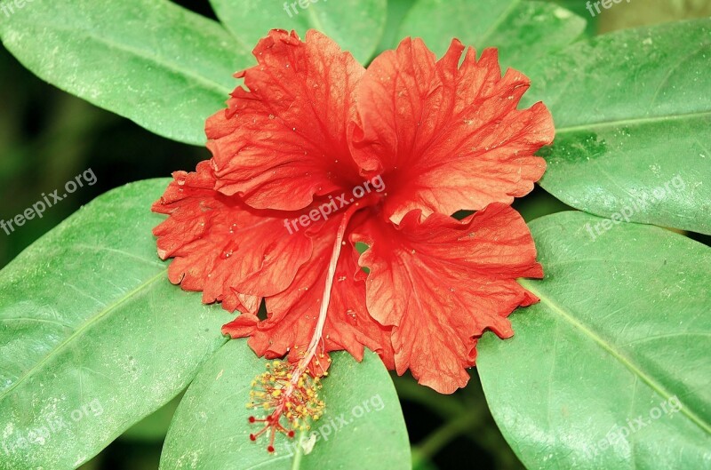 Hibiscus Plant Red Flower Flower Pistil