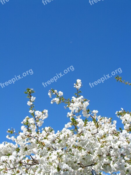 Cherry Blossom Sky White Flower Spring