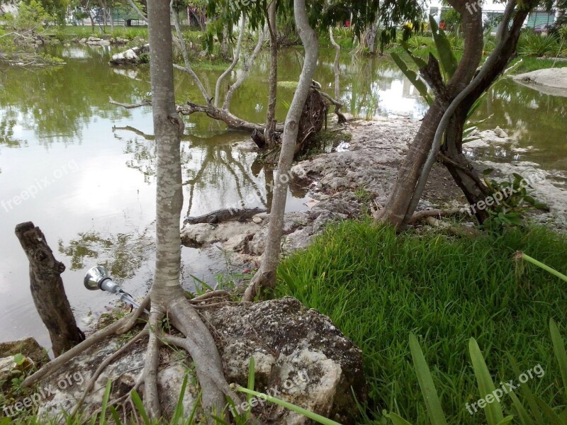 Crocodile Predator Animals Young Crocodile Cancún