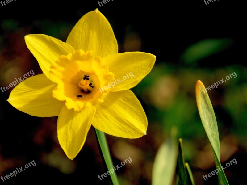 Daffodil Narcissus Flower Blossom Bloom