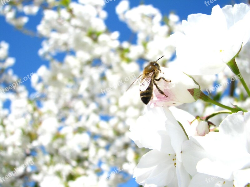 Cherry Blossom Sky White Flower Bee