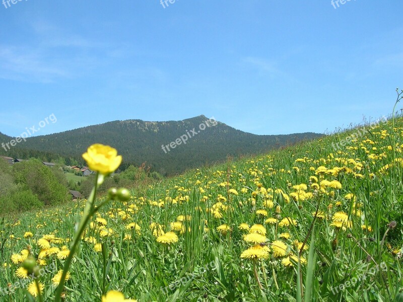 Flower Meadow Summer Grass Bloom Mountain