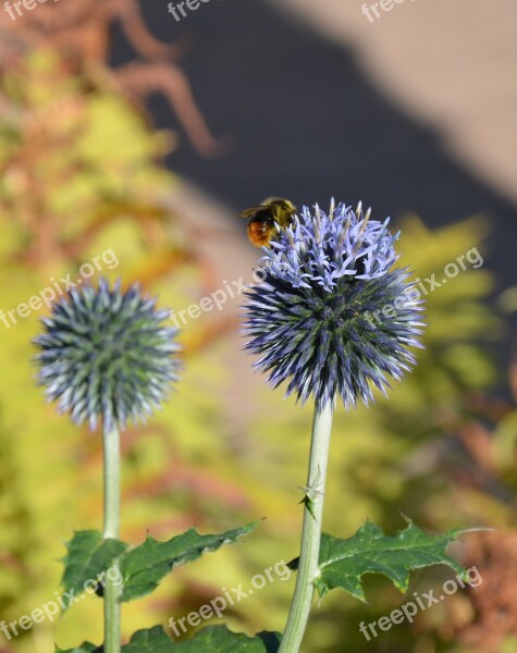 Thistle Globe Thistle Nature Blossom Bloom