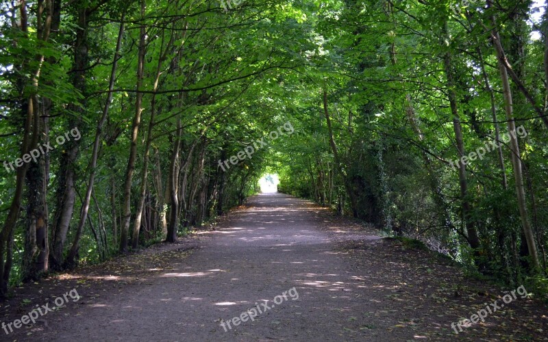 Trees Tunnel Path Light The Lake District