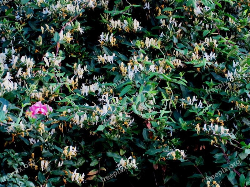 Garden Spring Flowers Creeper Honey Suckle