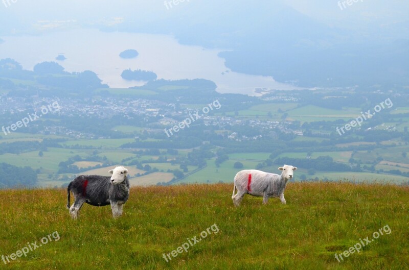 Sheep Grazing Views Mountain The Nature Of The