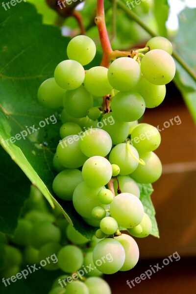 Grapes Wine Winegrowing Green Grapes Plant