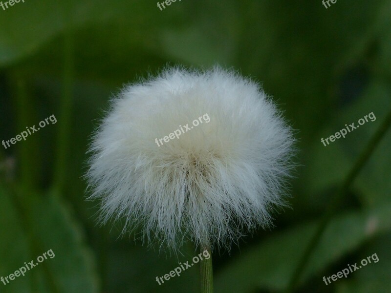 Scheuchzers Cottongrass Eriophorum Scheuchzeri Sour Grass Greenhouse Cyperaceae Alpine Cottongrass