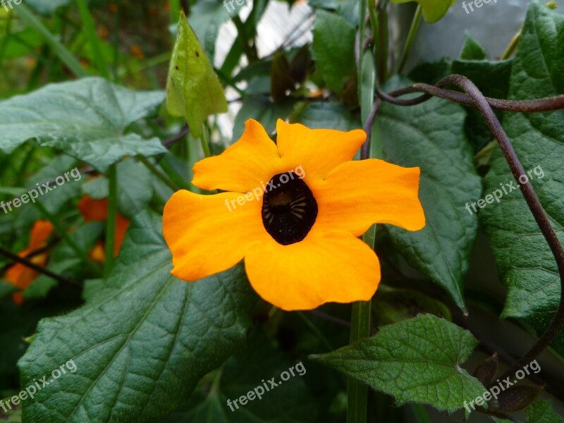 Cuenca Ecuador Travel Scenery Flower