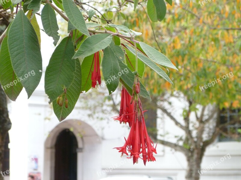 Cuenca Ecuador Travel Scenery Flower