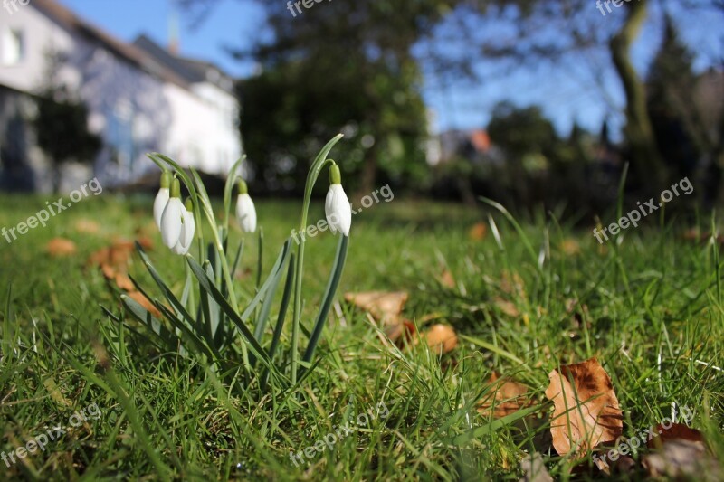 Snowdrop Spring Signs Of Spring Flower Plant