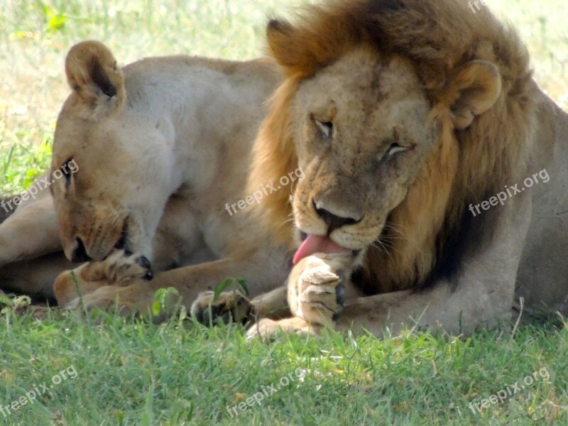 Lions Male Female Lion Licking Paws African Lion