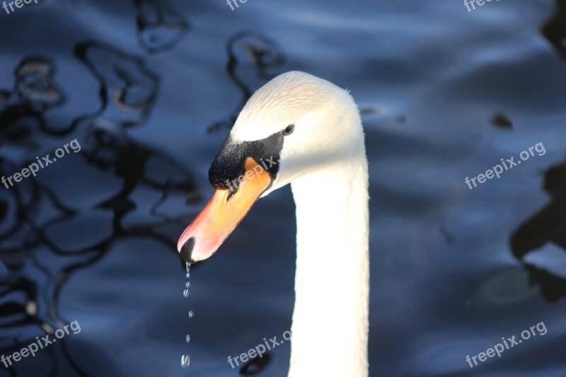 Swan Animal Water Bird Duck Bird Animal World