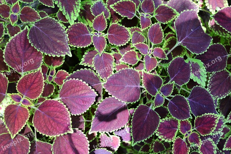 Leaf Texture Texture Leaves Maroon Leafs Garden