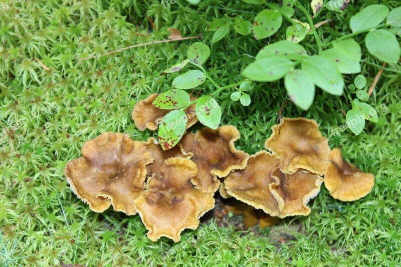 Mushroom Chanterelle Forest Autumn Free Photos