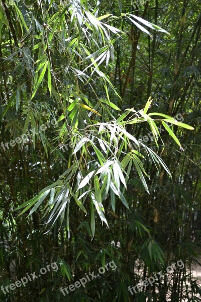 Bamboo Leafs Bamboo Bamboo Tree Plants Plant Nature