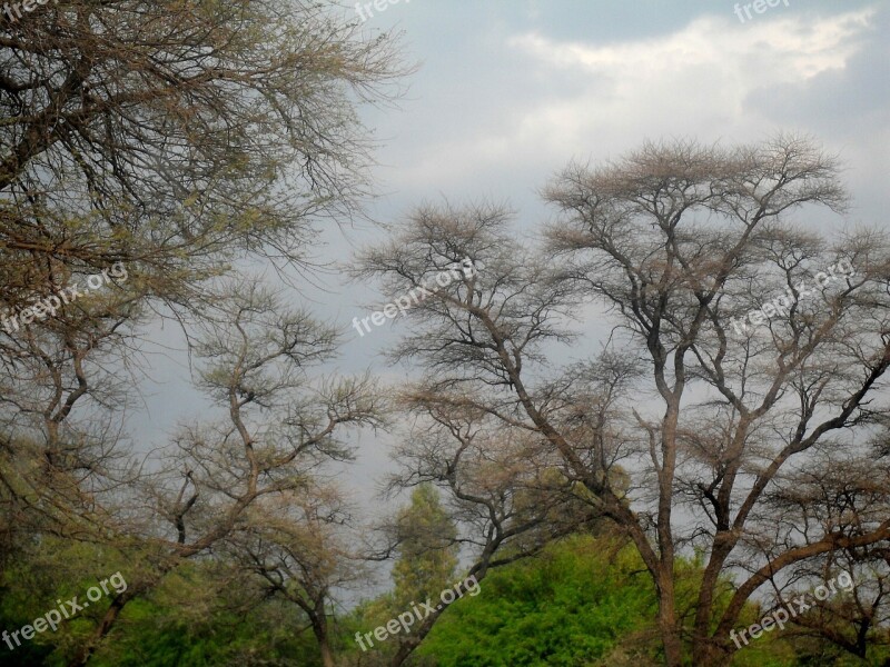 Sky Trees Green Branches Fine Branches