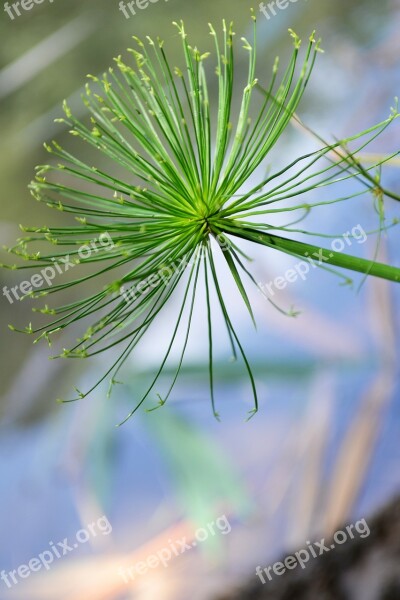 Close-up Macro Green Flower Foliage Water