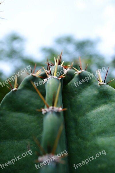 Cactus Dry Pines Desert Waterless