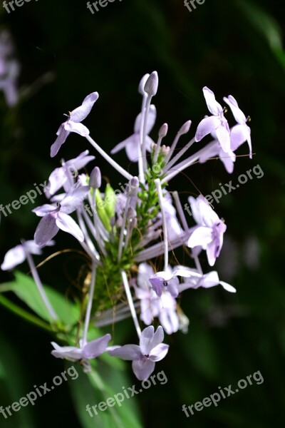 Spider Flower Flower Flowers Garden Flowers Small Flowers