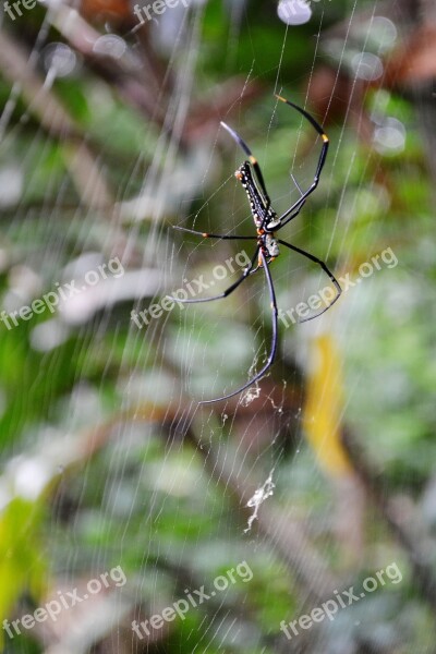 Spider Danger Dangerous Poisonous Poison