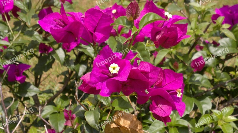 Purple Flowers Purple Flowers Ceylon Peradeniya